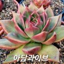 아담과이브 이미지