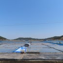 소담교차로 Daum카페