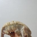 게코집
