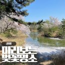 경포대초등학교 | 2026 강릉 벚꽃 개화시기 명소, 경포호 야경 경포가시연습지 코스