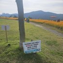 호수공원버스정류장 | 잘 다니고 EP.12 - 용인 기흥호수공원 황화코스모스 후기｜가을 커플 산책 꽃놀이 명소