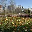 중앙공원 | 김포 벚꽃 개화시기 장기동 한강중앙공원 후기