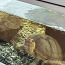 거북이카센터 이미지