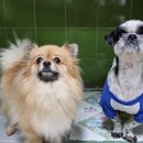 25시종합동물병원 이미지