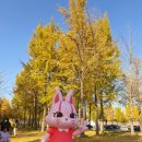 (주)나무그림엔터테인먼트 | 고령 다산 은행나무숲 가을 나들이 축제일정, 후기 체험부스 실시간 단풍