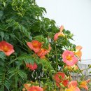 고향의 여름 이미지