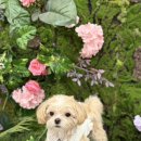 멍멍이 달린다 | [경기도 남양주] 힐링하러 가기딱 좋은 영원이애견카페 방문후기