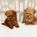 퍼피슈가 이미지