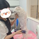 씨앤디펫샵 | 💖 C&amp;D펫샵 💖 반려동물미용멋집👍 (feat.동네에서 소비합시다‼️) 입질전문 완죤실력자🤩👍