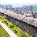남천둔치1 | "강변 5km가 전부 벚꽃길" 전국대회 상 받은 '역대급' 무료 꽃길 정체