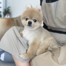 차차그루밍 이미지