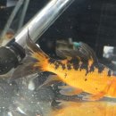 (주) 펫플라자 이미지