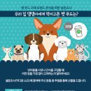 댕댕이푸드 이미지