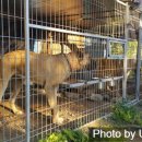 와일드캉갈 이미지