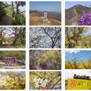 이천 정개산+천덕봉+원적산 산행기 (2026-3-29) : feat. 산수유축제 이미지