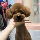 러블리펫샵 이미지