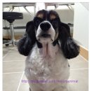 유니동물병원 이미지