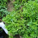 감자수북 이미지