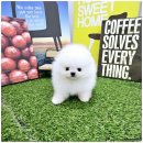 아이러브 독 이미지