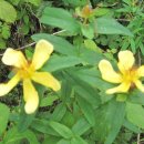 정원야생화 이미지