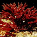 홍조바다 이미지