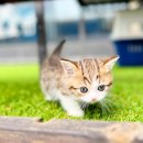 해피애견타운 분당판교점 이미지