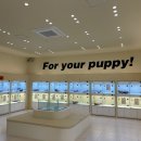 퍼피애견샵 이미지
