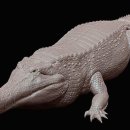 사르코수쿠스 이미지