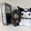 수아켄넬 | 대구 미니말티즈 수아펫 너무너무 귀엽당 ㅜㅜ