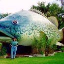 Big Murray Cod 이미지