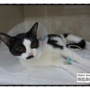 미드미동물병원 이미지