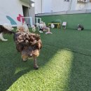 제일애견 | 우리 강아지들이 제일 좋아하는 곳, 광안애견호텔 호텔링 후기