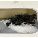 부산강아지분양 유독 이미지