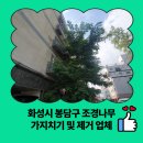 세븐일레븐 화성봉담로드점 | 화성시 봉담구 조경나무 가지치기 및 제거 업체