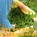 우리산약초나라