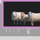 곰돌이약국 이미지