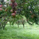 낙원농장2 이미지