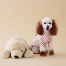 송이애견 이미지