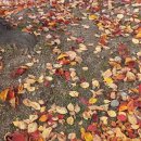 꽃길만걷자 이미지