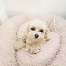 제니스펫 이미지