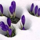 눈속에피는꽃 이미지