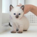 광주강아지분양 고양이분양 미유펫 본점 이미지