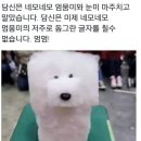 네모강아지 이미지