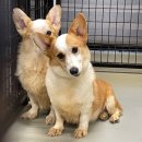 남부켄넬 | [유기견 봉사 일지] 경기도 화성 유기견 봉사 활동 - 런 유기견 보호소 후기 (2024.09.21-22)