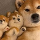복실복실 이미지