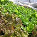 우무실하우스 이미지