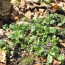 금란초교 이미지