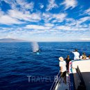고래메드 이미지