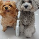 올바르개 | 애견영양제 해피브런치 강아지영양제 프리미엄 2GRM 오일