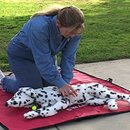 따뜻한 on동물병원 이미지